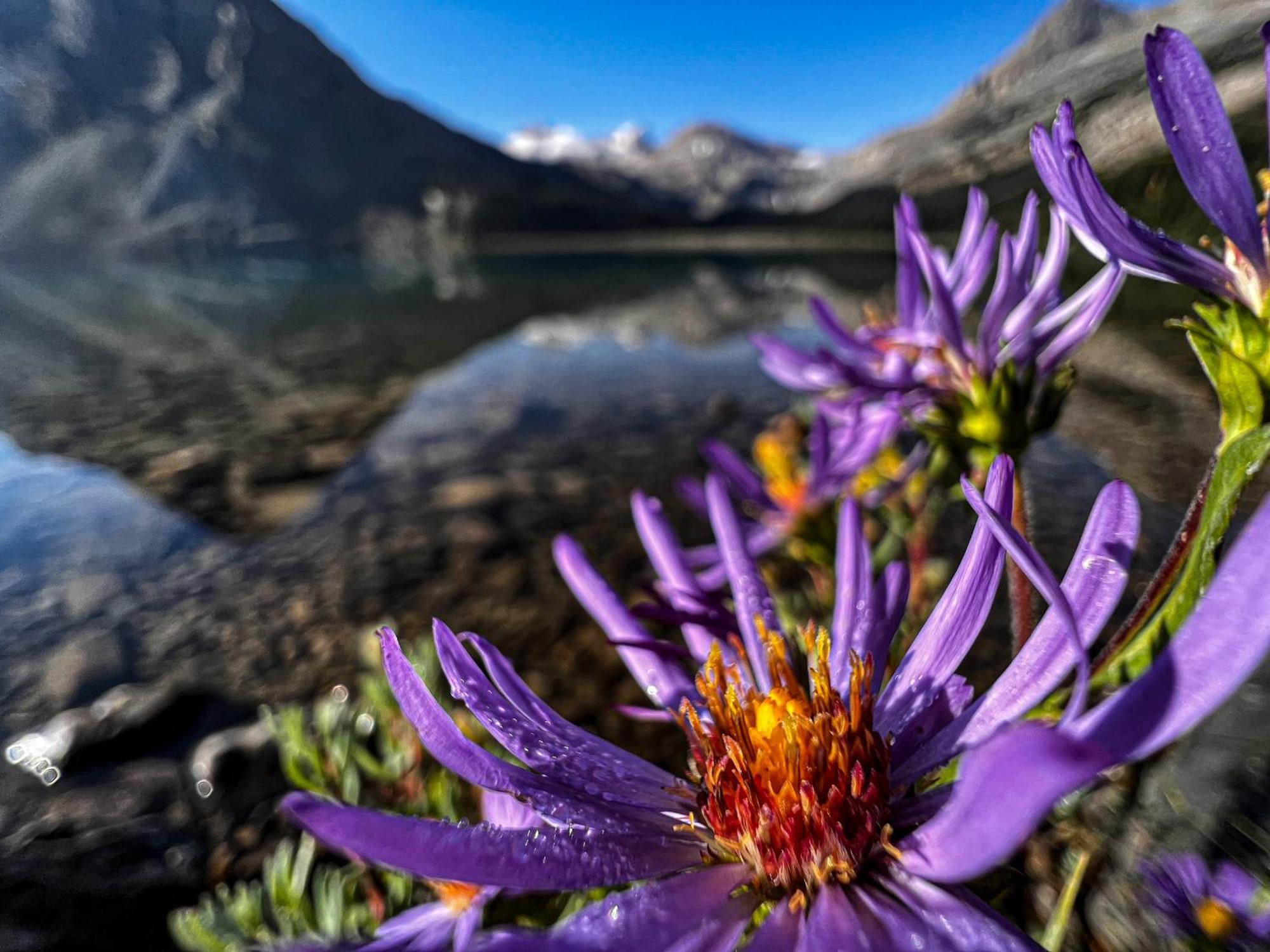 The Lodge At Bow Lake レイク・ルイーズ エクステリア 写真