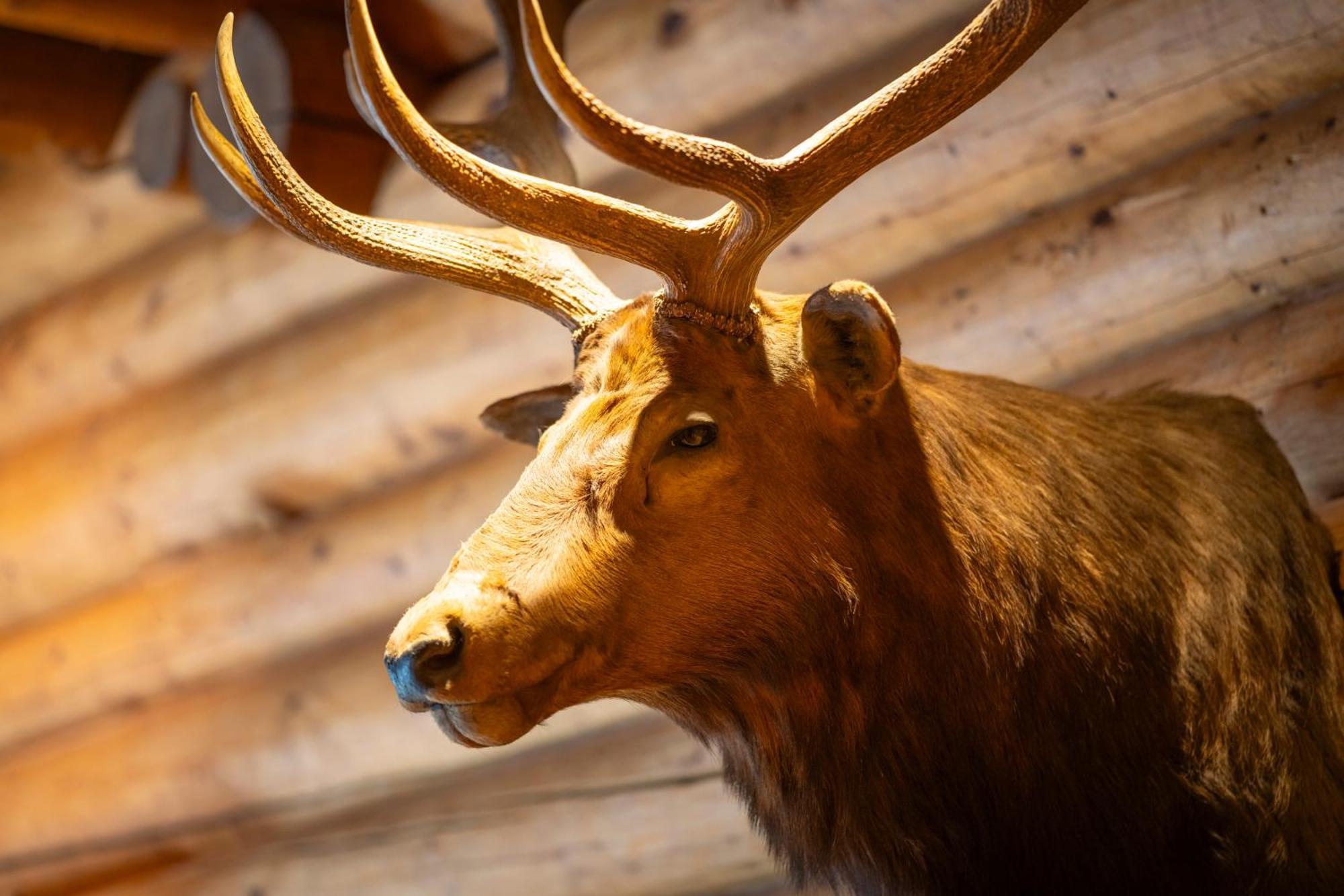 The Lodge At Bow Lake レイク・ルイーズ エクステリア 写真
